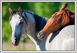 horses-equestrian-1-5bd32ee169df4.jpg