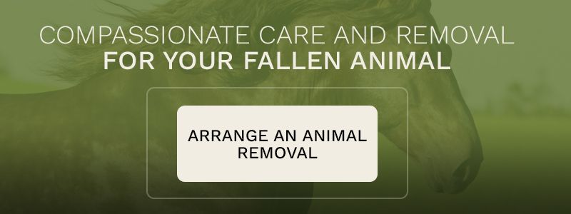 Why-Choose-Our-Animal-Removal-Services-CTA-5c3cd5e870283.jpg