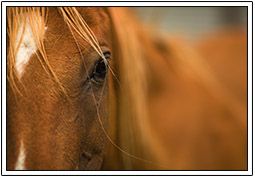 horses-equestrian-2-5bd32f1426d95.jpg