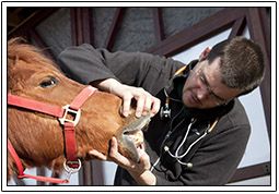 horses-equestrian-7-5bd32fae800f5.jpg