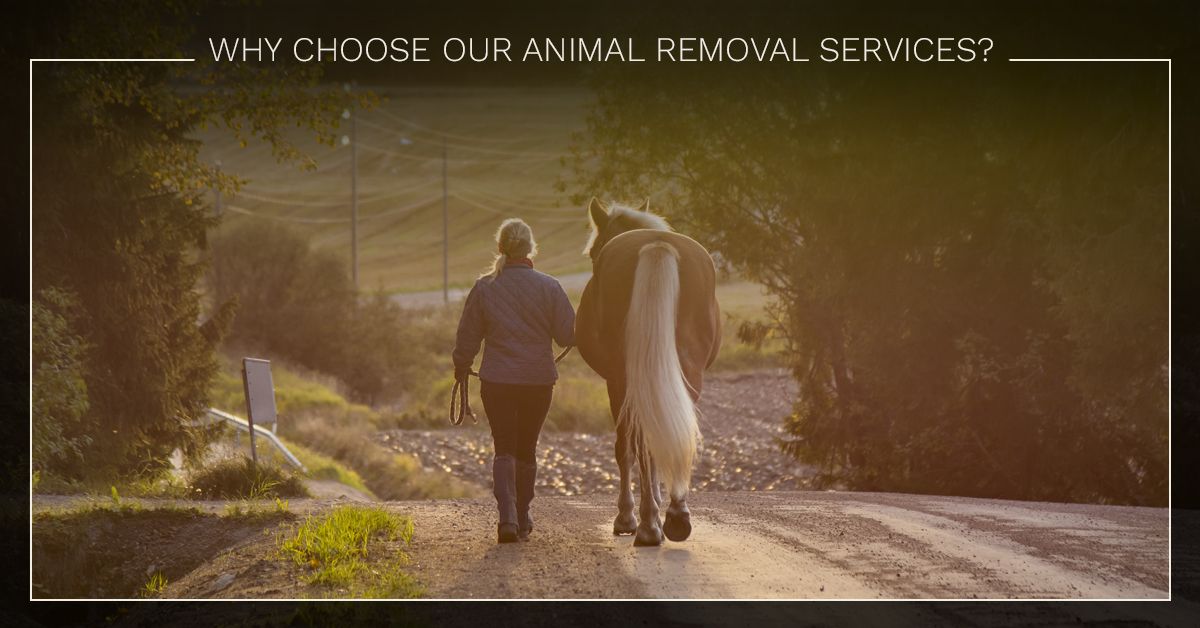 Why-Choose-Our-Animal-Removal-Services-5c3cd59dbe61d.jpg