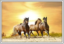 horses-equestrian-6-5bd32ff2a5ff7.jpg