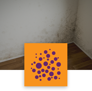 mold remediation