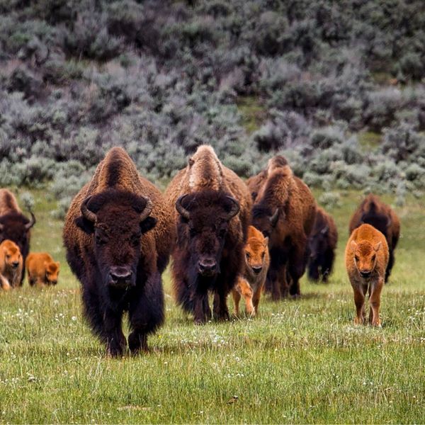 herd of wild buffalo