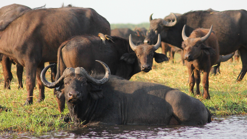 Unveiling the Luxurious World of Buffalo Robes by Front Range Buffalo Company - Hero.png