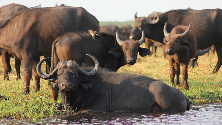 Unveiling the Luxurious World of Buffalo Robes by Front Range Buffalo Company - Hero.png