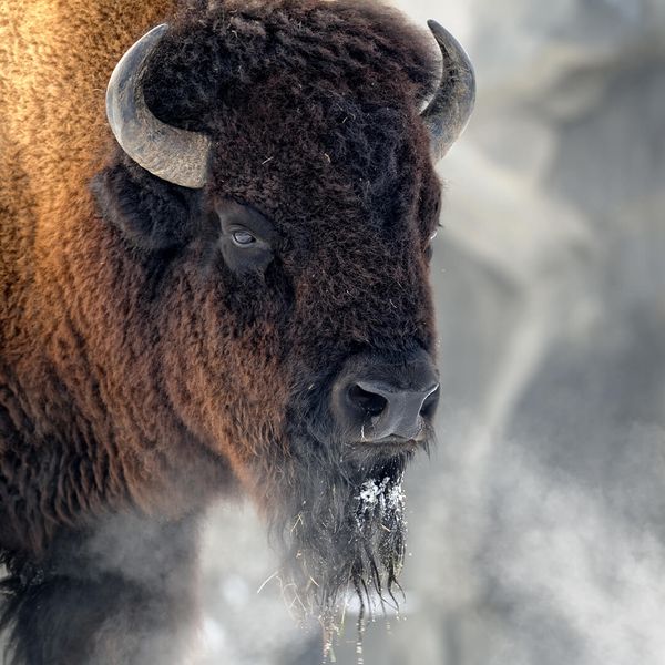 coloradobuffalo.jpg