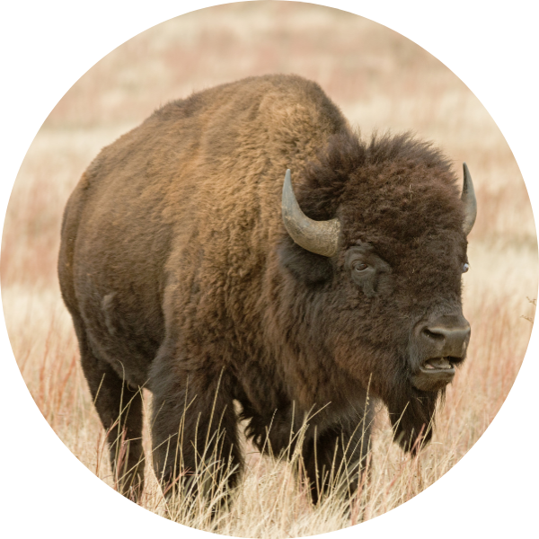 buffalo 