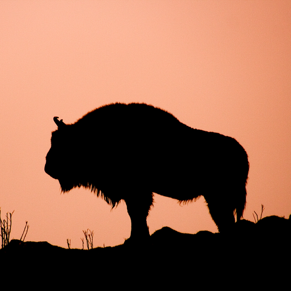 silhouette of bison