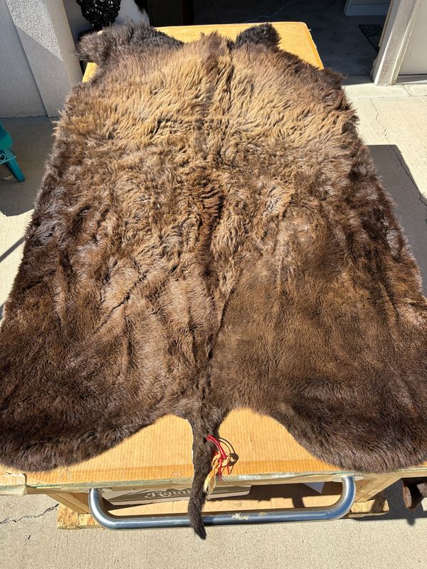 For size reference, hides are photographed on an 8-foot-tall by 4-foot-wide table.   T0126.jpg