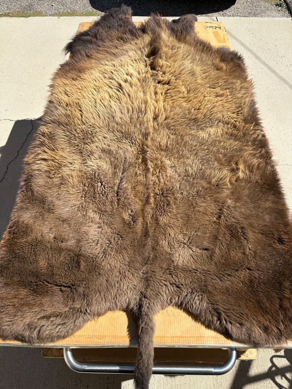 For size reference, hides are photographed on an 8-foot-tall by 4-foot-wide table.   B0103.jpg
