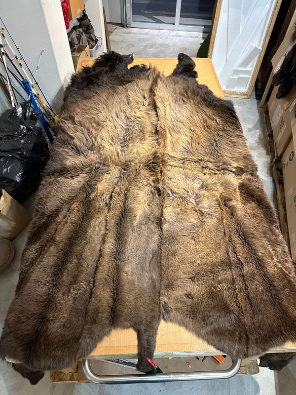 For size reference, hides are photographed on an 8-foot-tall by 4-foot-wide table.   B0101.jpg