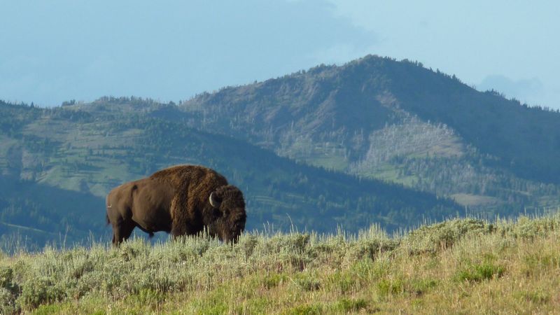 How Buffalo Hide Decor Connects You with the Wild.jpg