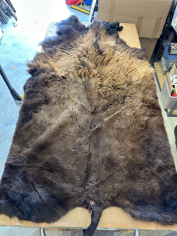 For size reference, hides are photographed on an 8-foot-tall by 4-foot-wide table.   T0111.jpg