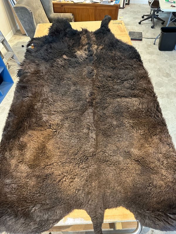 For size reference, hides are photographed on an 8-foot-tall by 4-foot-wide table.   D0107.jpg
