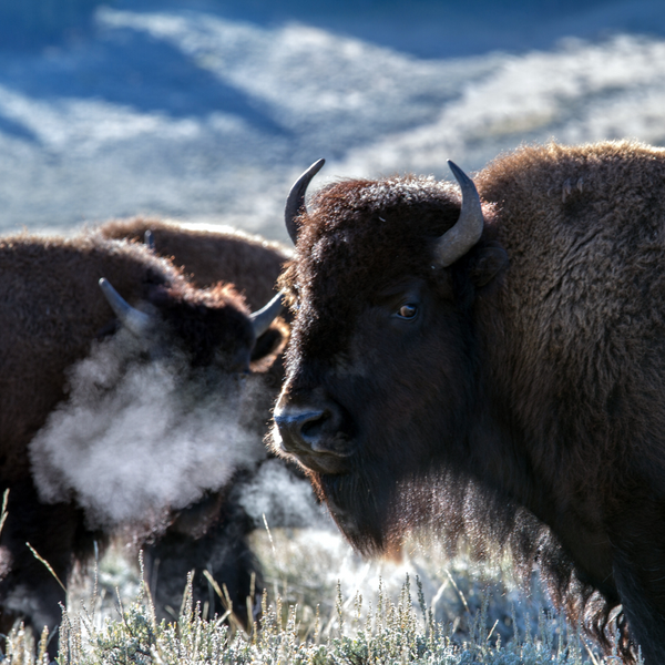 buffalo breathing in winter