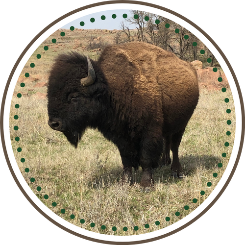 M149127 - Front Range Buffalo Company - Page Build Images (1).png