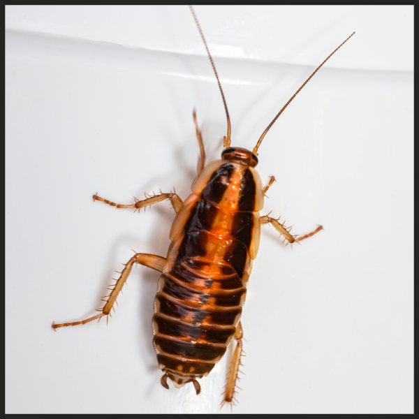 Cockroach Nesting Habits 3.png