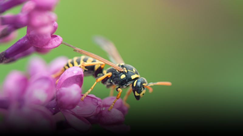 wasp header.png