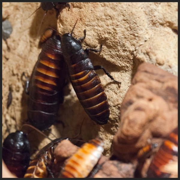 Cockroach Nesting Habits 1.png