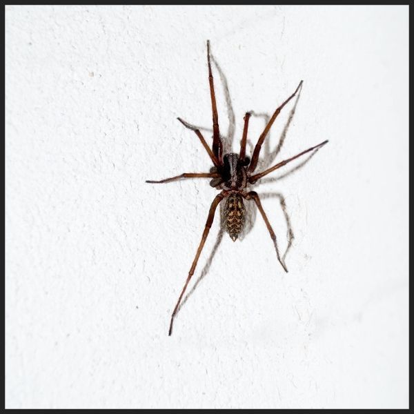 house spider.jpg