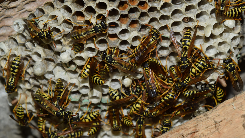 wasp nest. 