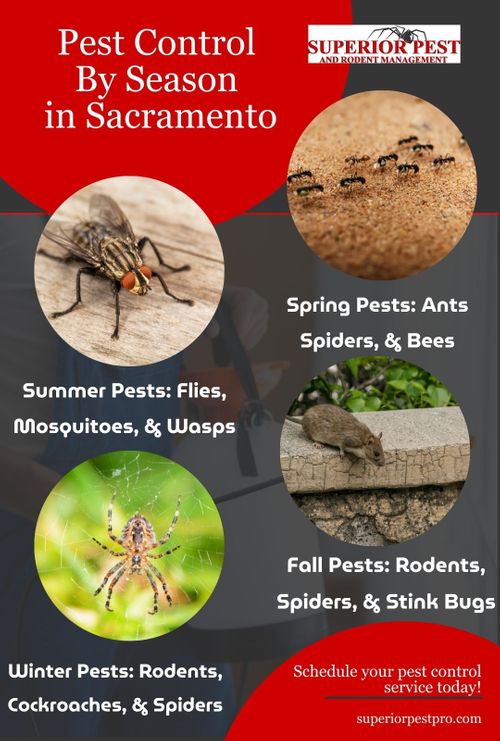 M80698 Pest Control By Season in Sacramento infographic .jpg