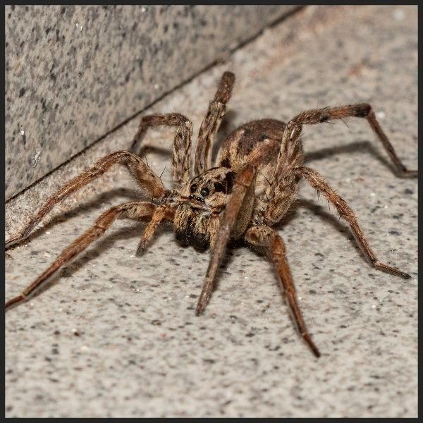 wolf spider.jpg