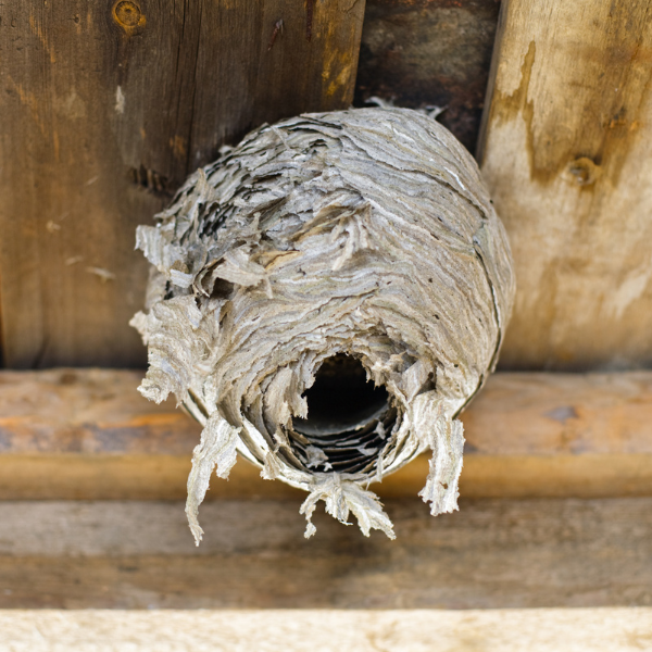 wasp nest in a shed. 