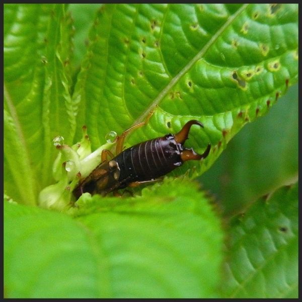 How to Identify Earwigs_ A Guide to Recognizing These Common Insect 3.jpg