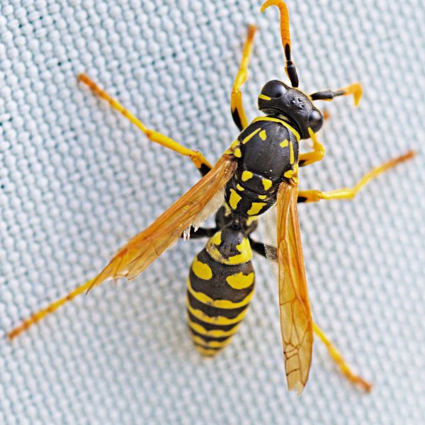 Wasp Removal image1.jpg