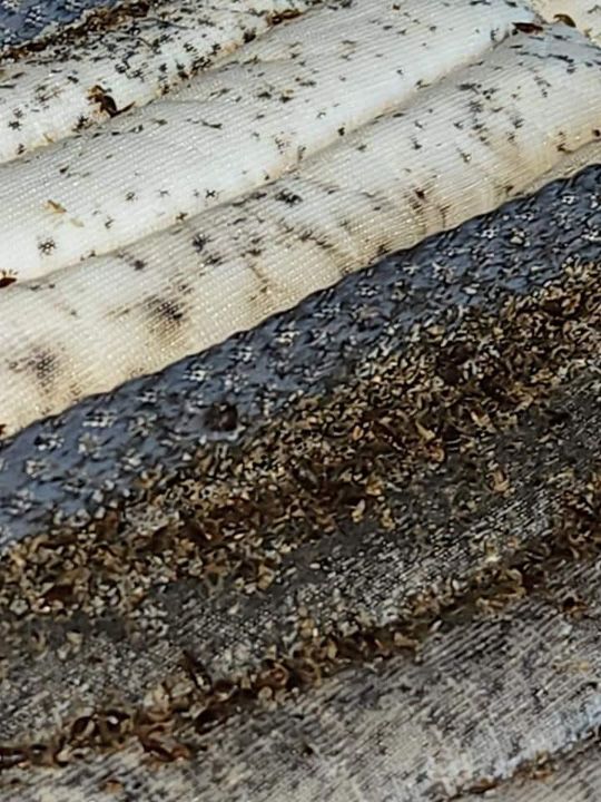 buggy mattress closeup