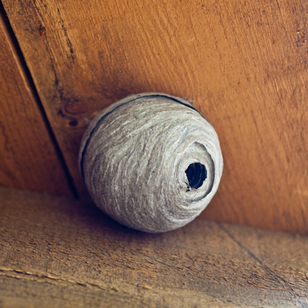 wasp nest in an attic. 