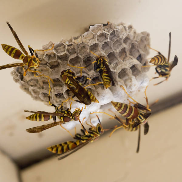 wasp nest. 