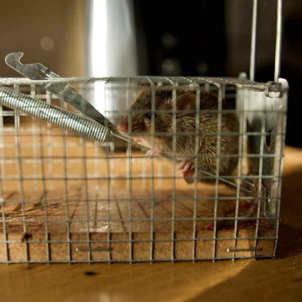 Rat trap.