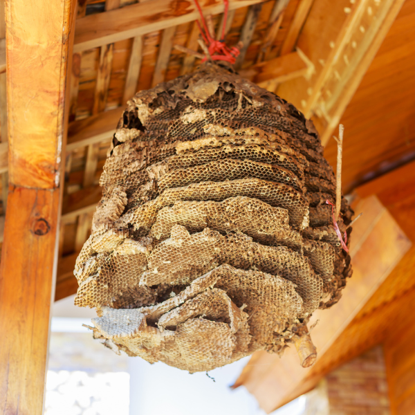 wasp nest on an overhang. 