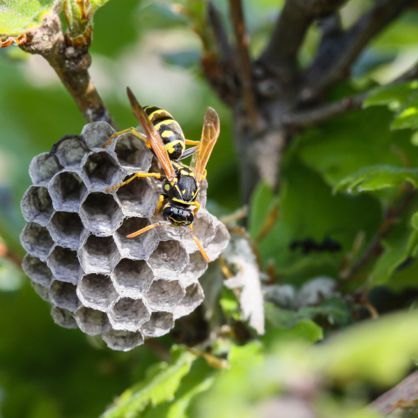 wasp nest in a tree. 