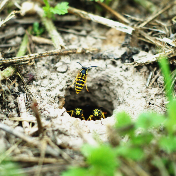 ground wasp nest. 