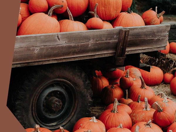 A bunch of pumpkins sitting on and around an old truck.