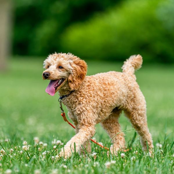 happy dog outside