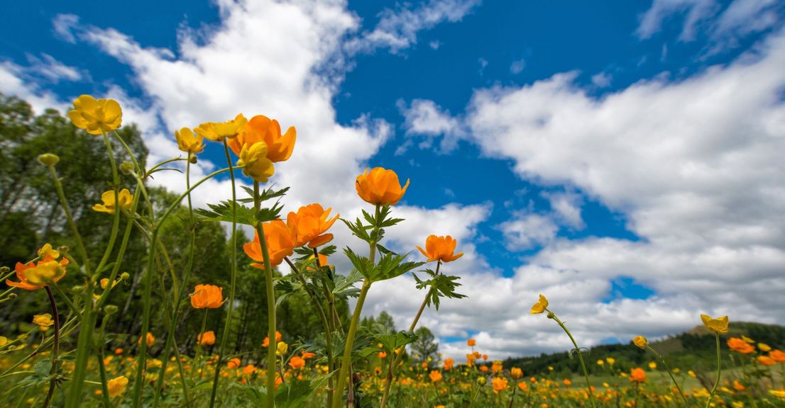 spring flowers