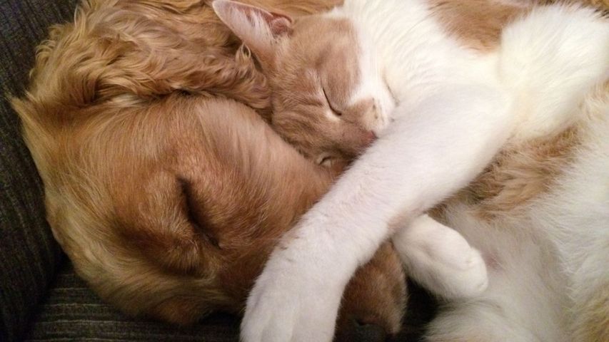 cat and dog napping together