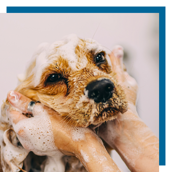 Dog bath