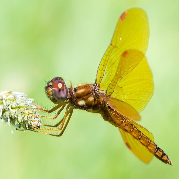 Image of a dragon fly