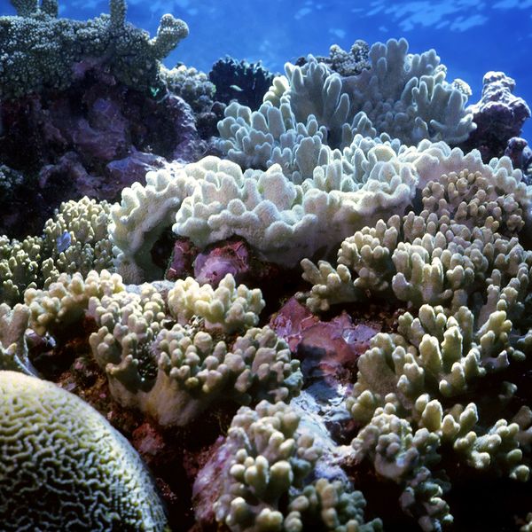 Image of a beautiful coral reef