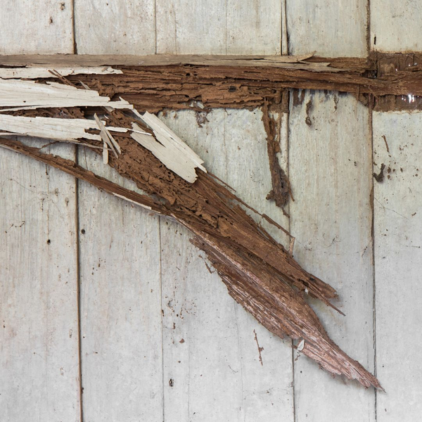 termite damaged wood