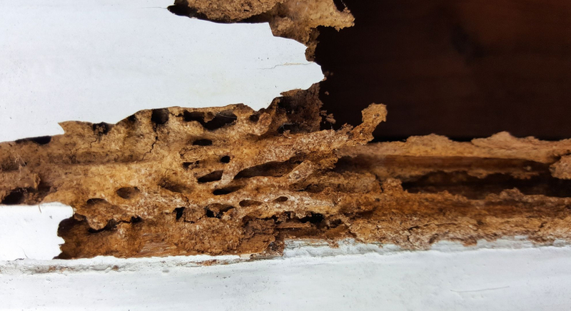 termite damaged wood