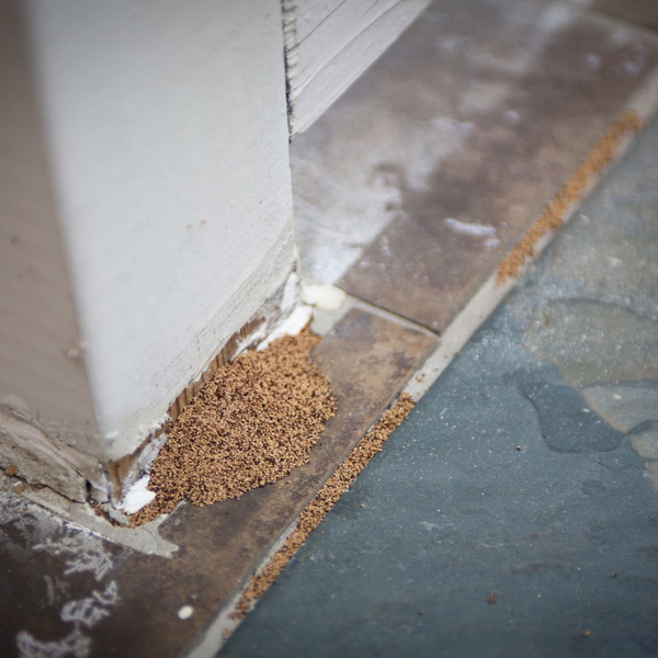 termite frass on the floor of a house