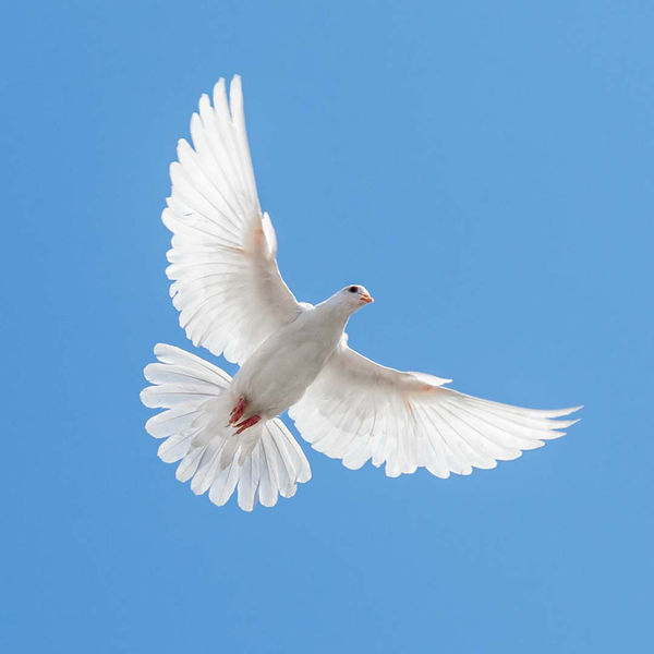 Image of a dove
