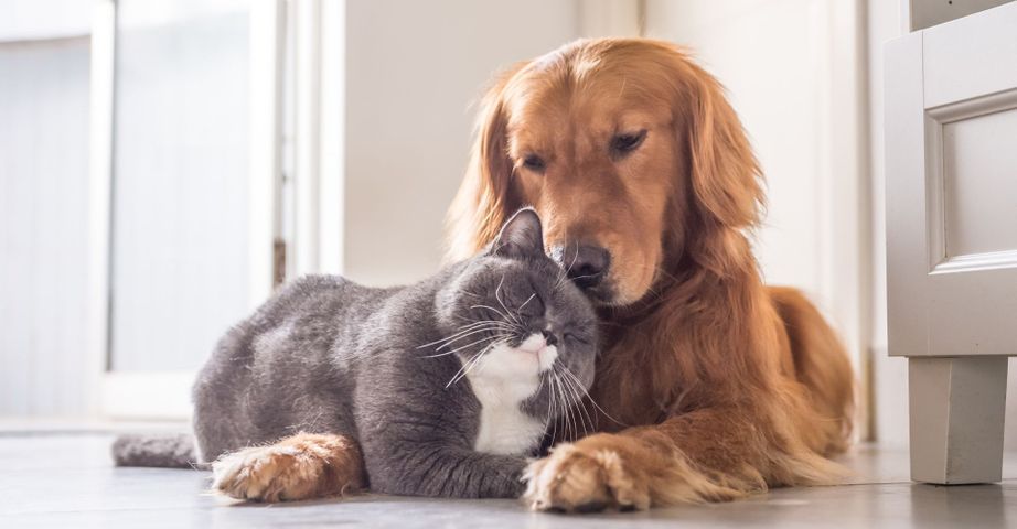 Why Your Furry Friend Will Love Homestead Apartments.jpg